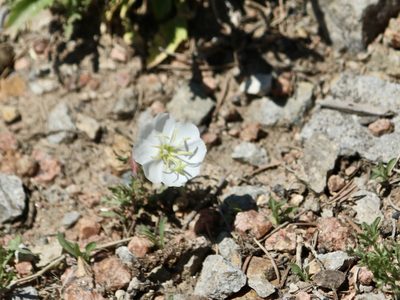 Oenothera coronopifolia, photographed by Cheryl McCleary-Catalano