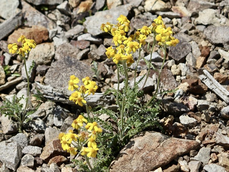 Packera fendleri, photographed by Cheryl McCleary-Catalano