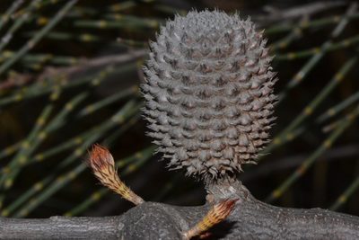Allocasuarina acutivalvis, photographed by T. Hammer