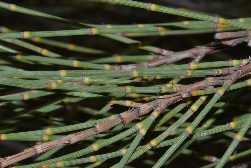 Allocasuarina acutivalvis, photographed by T. Hammer