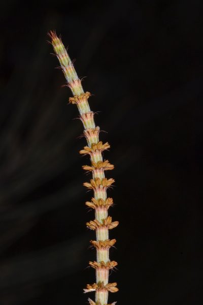 Allocasuarina acutivalvis, photographed by T. Hammer