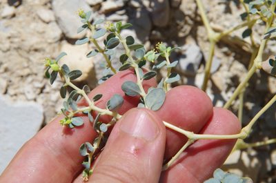 Euphorbia perennans, photographed by Eric Knight