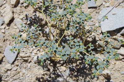 Euphorbia perennans, photographed by Eric Knight
