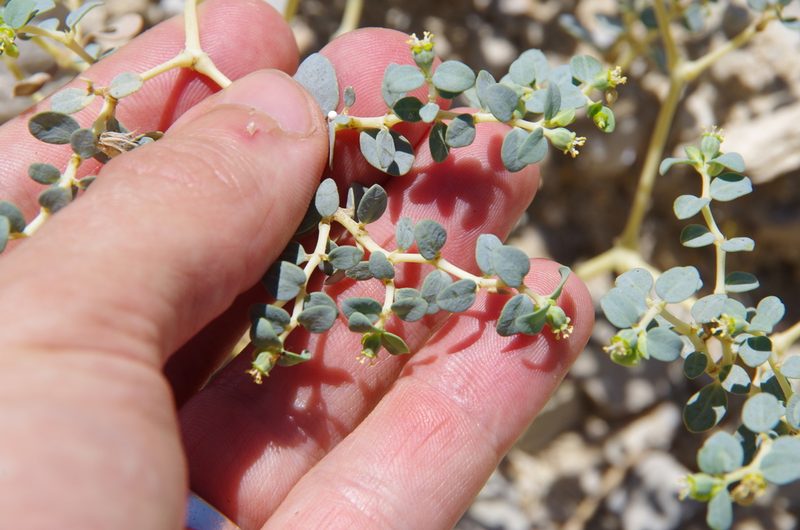 Euphorbia perennans, photographed by Eric Knight