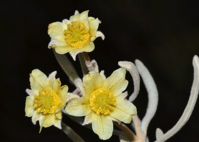 Ricinocarpos velutinus, photographed by T. Hammer