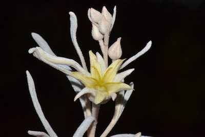 Ricinocarpos velutinus, photographed by T. Hammer