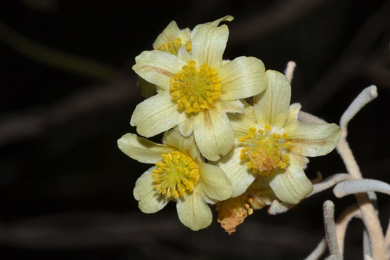 Ricinocarpos velutinus, photographed by T. Hammer