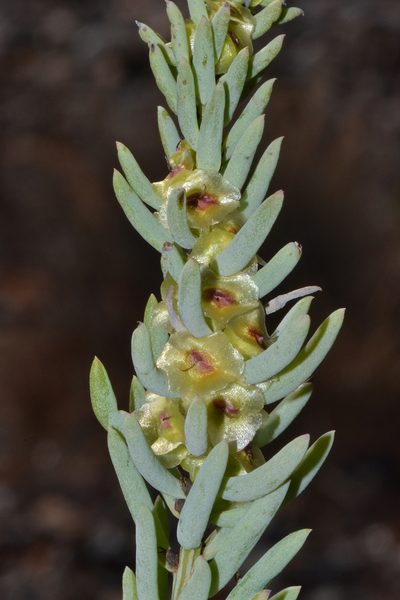 Maireana triptera, photographed by T. Hammer