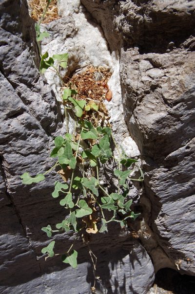 Aristolochia wrightii, photographed by Eric Knight