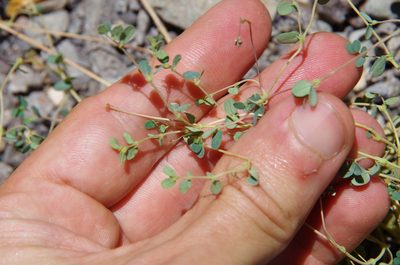 Euphorbia simulans, photographed by Eric Knight