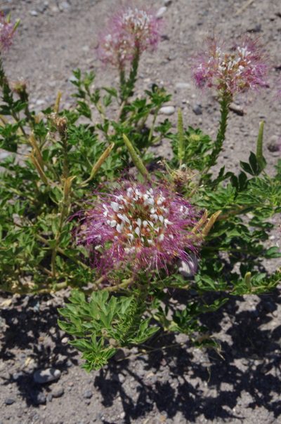 Cleome uniglandulosa, photographed by Eric Knight