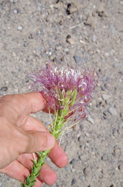Cleome uniglandulosa, photographed by Eric Knight