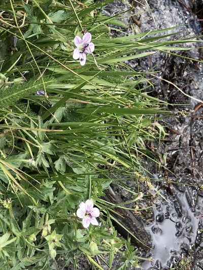 Geranium californicum, photographed by George Raymond