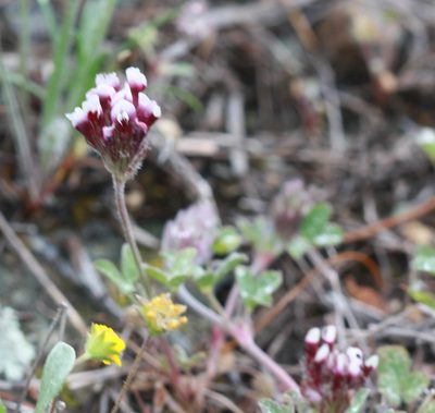 Trifolium dichotomum, photographed by Scott Loarie