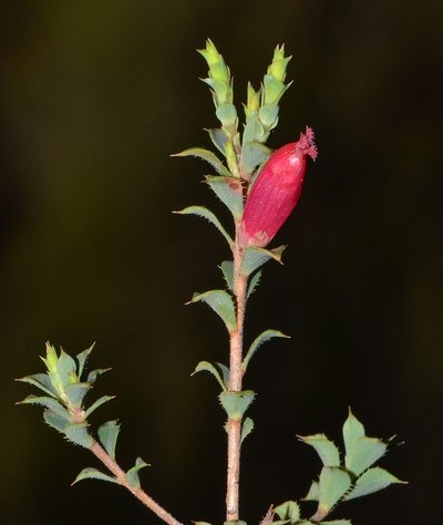 Styphelia serratifolia, photographed by T. Hammer