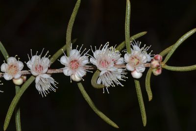 Hypocalymma angustifolium, photographed by T. Hammer