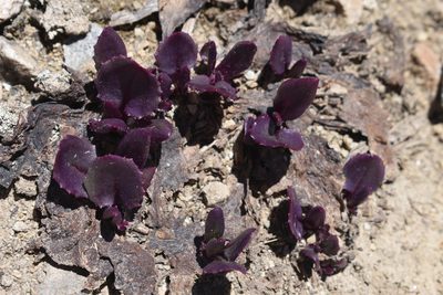 Senecio soldanella, photographed by John Powers