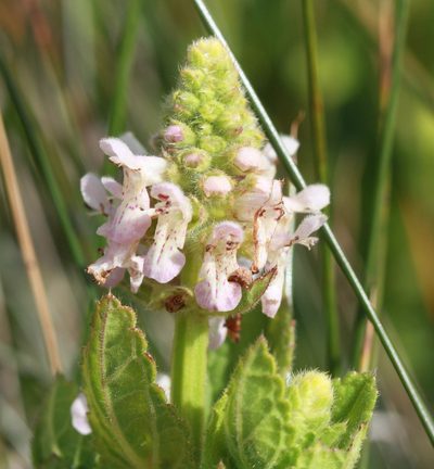Stachys pycnantha, photographed by Scott Loarie