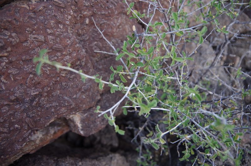 Bernardia obovata, photographed by Eric Knight