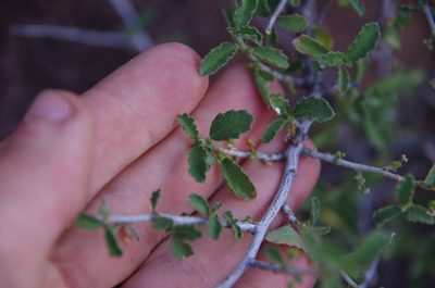 Bernardia obovata, photographed by Eric Knight