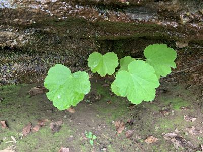 Heuchera missouriensis, photographed by Brandon Corder