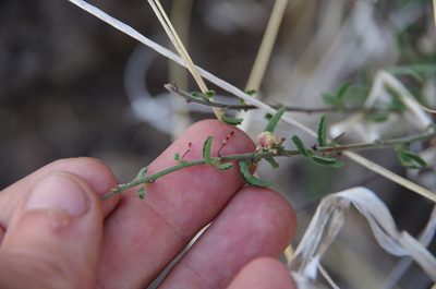 Ayenia filiformis, photographed by Eric Knight