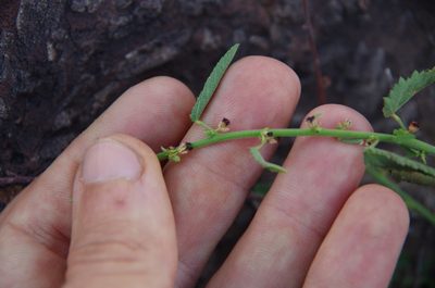 Ayenia filiformis, photographed by Eric Knight