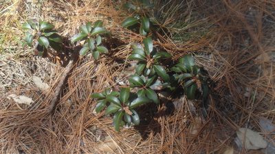Arbutus occidentalis, photographed by Norma Piedra