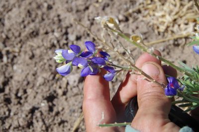 Lupinus havardii, photographed by Eric Knight