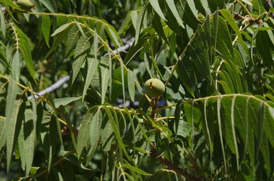 Juglans microcarpa, photographed by Eric Knight