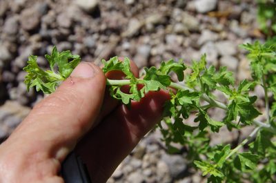 Brickellia laciniata, photographed by Eric Knight