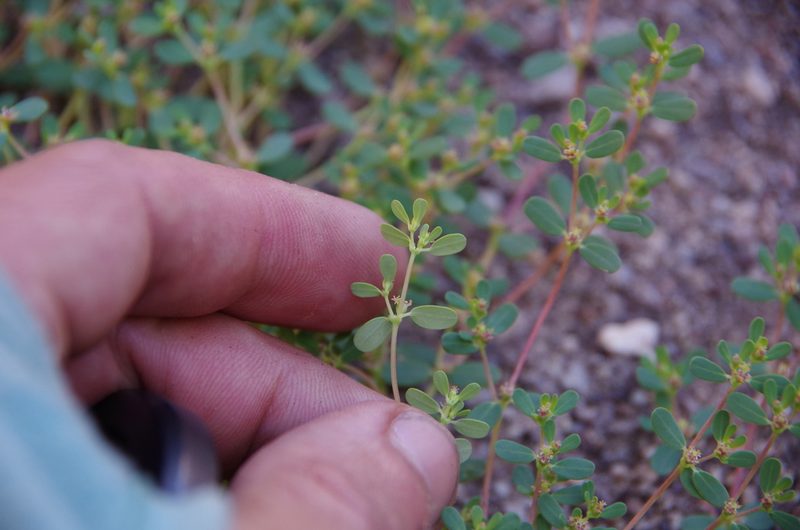 Euphorbia spurca, photographed by Eric Knight