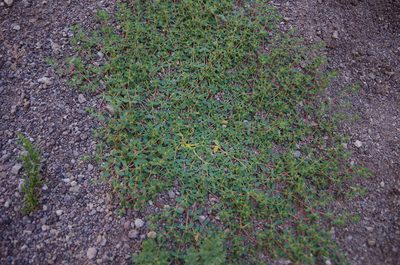 Euphorbia spurca, photographed by Eric Knight