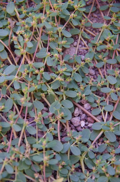 Euphorbia spurca, photographed by Eric Knight