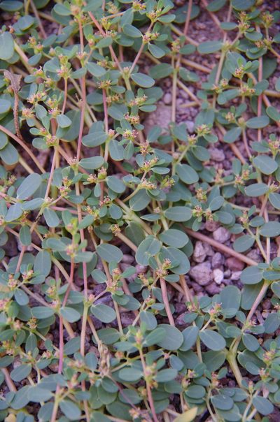 Euphorbia spurca, photographed by Eric Knight