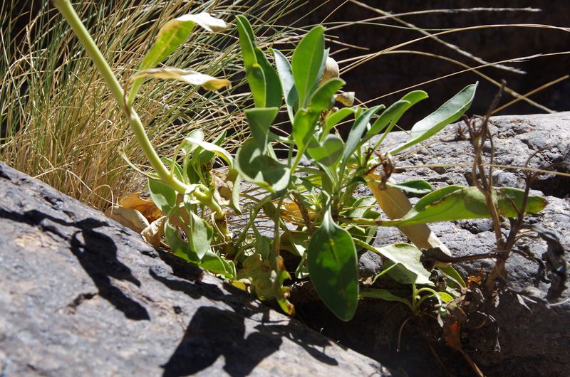 Penstemon havardii, photographed by Eric Knight