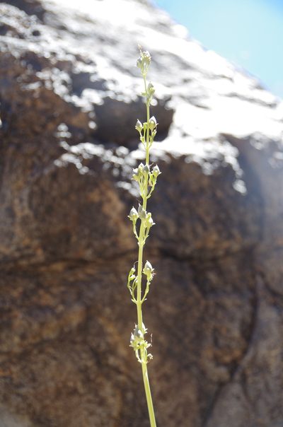 Penstemon havardii, photographed by Eric Knight