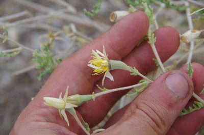 Mentzelia longiloba, photographed by Eric Knight