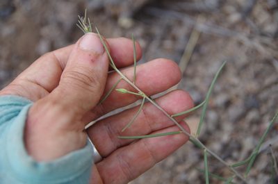 Talinum polygaloides, photographed by Eric Knight