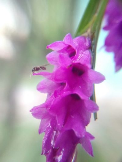 Isochilus major, photographed by Victor De la Cruz