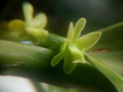 Epidendrum rigidum, photographed by Victor De la Cruz