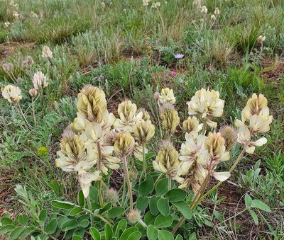 Hedysarum grandiflorum, photographed by Анна Митрошенкова