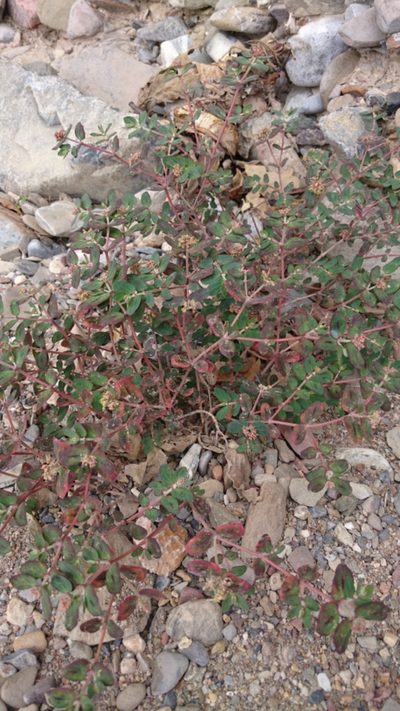 Euphorbia berteroana, photographed by Sandino Guerrero