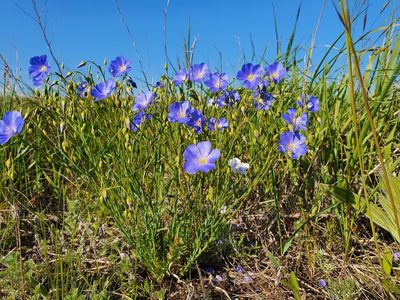 Linum perenne, photographed by Анна Митрошенкова