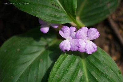Kaempferia elegans, photographed by Utain Pummarin