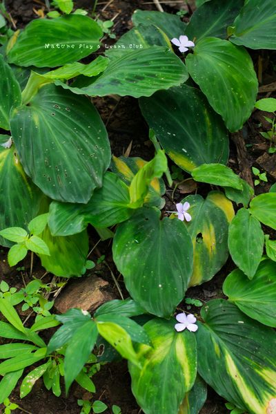 Kaempferia elegans, photographed by Utain Pummarin