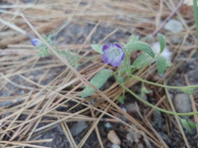 Phacelia davidsonii, photographed by Dustin VanOverbeke