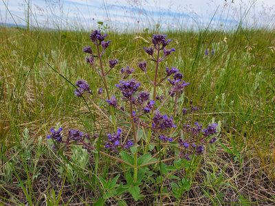 Nepeta ucranica, photographed by Анна Митрошенкова