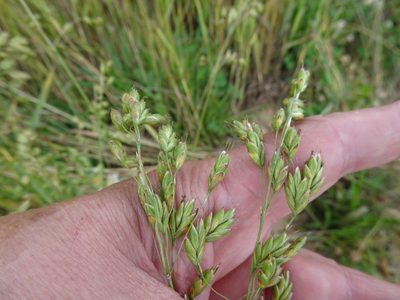 Bromus secalinus, photographed by Robert H. Wardell
