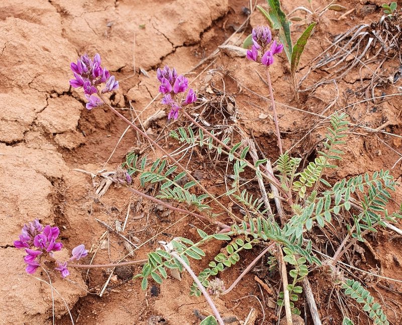 Oxytropis floribunda, photographed by Анна Митрошенкова
